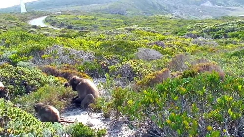 Pan: Family of Baboons Near Coast