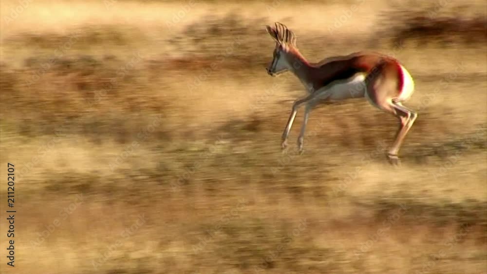 Young Springbok Testing his Leaping Ability