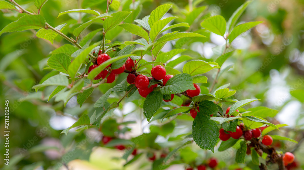 Korean small cherry