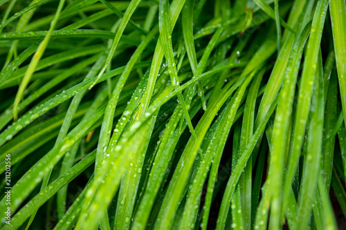 Rain-drenched grass leaves