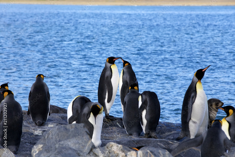 Fototapeta premium King Penguins (Aptenodytes patagonicus) in and around the antarctic peninsula