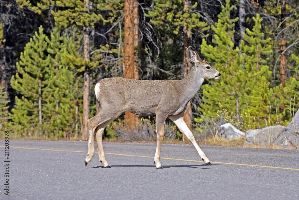 Fototapeta premium Young Mule Deer Buck crossing a Road.