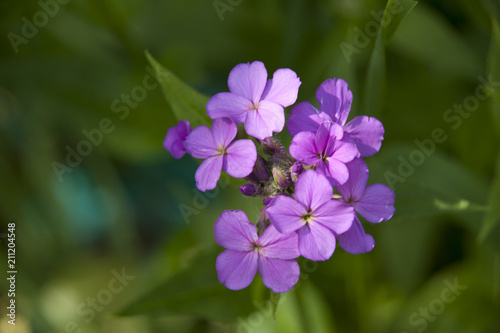 Violet Flower Bunch