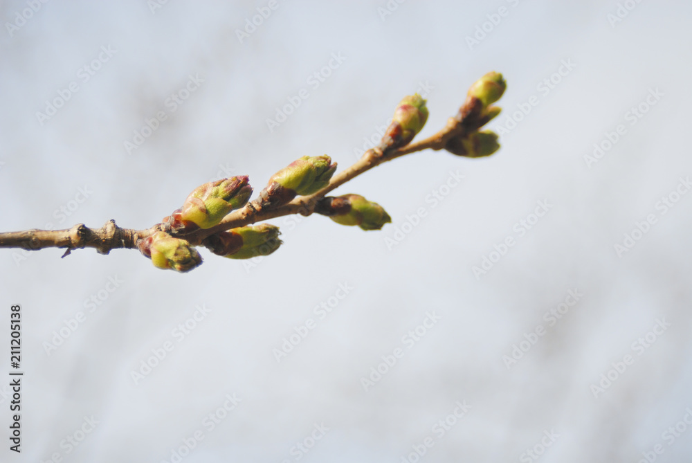 桜 つぼみ 枝 素材 Stock Photo Adobe Stock 桜 つぼみ 枝 素材 Stock Photo Adobe Stock