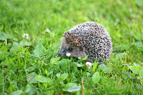 Photo of a macro funny hedgehog
