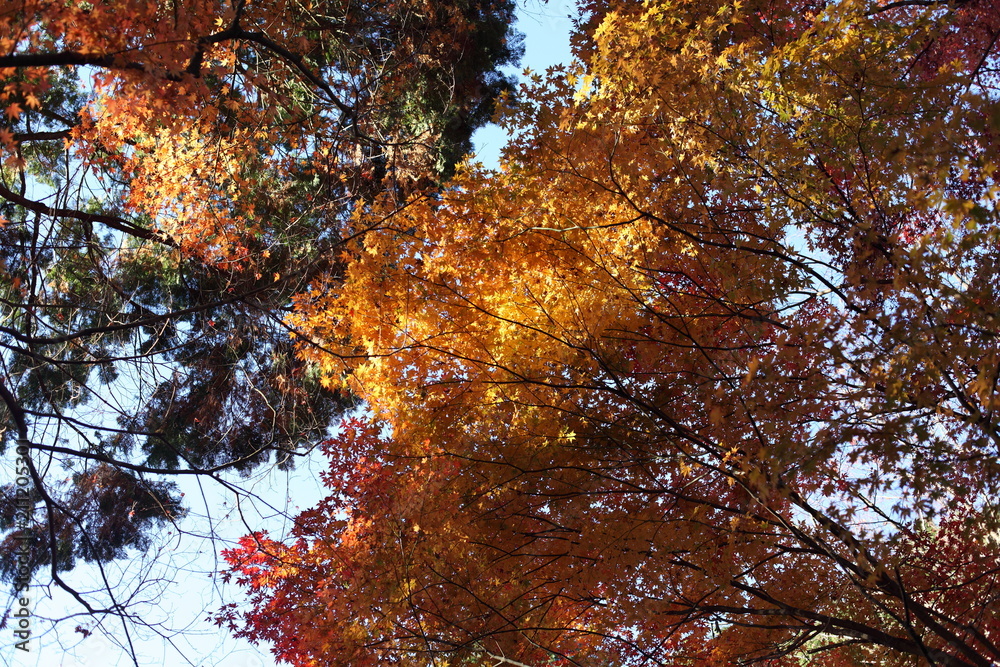 香嵐渓の紅葉