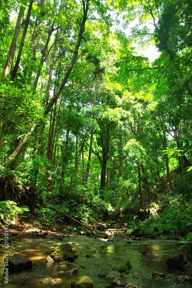 Obraz premium 新緑の陣ヶ下渓谷