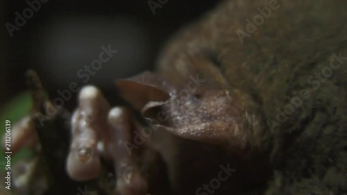 Panning View Of Philippine Tarsier Bahol, Philippines photo