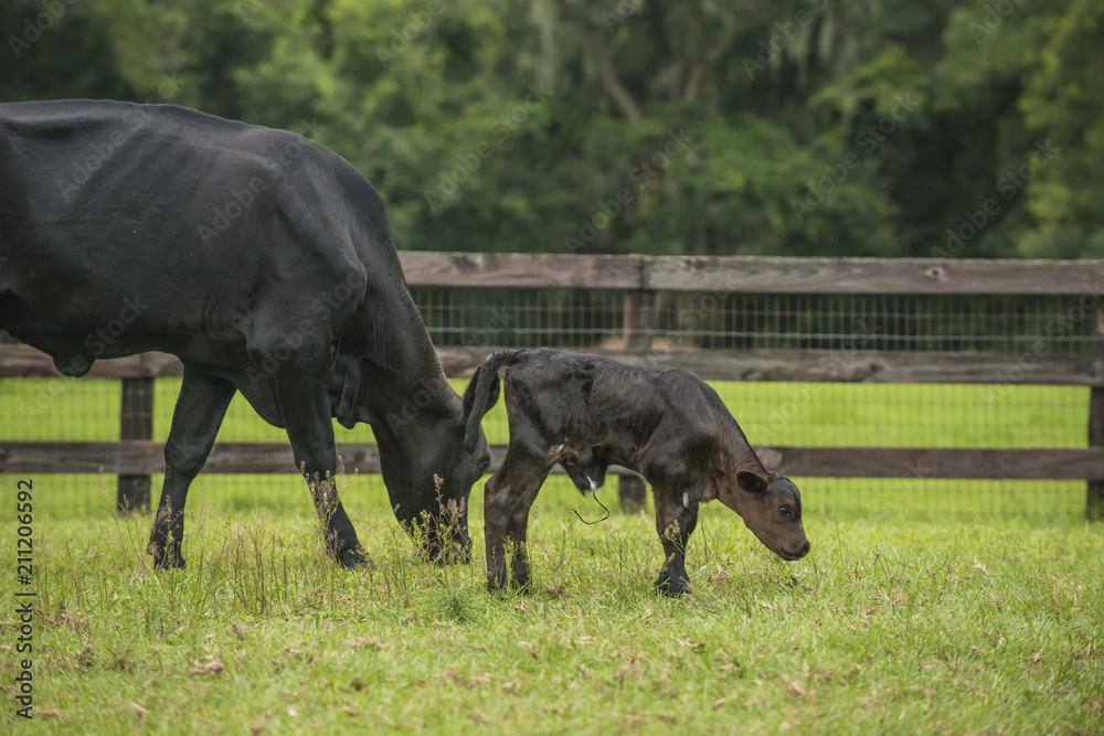Baby newborn black cow calf in green field with herd of cattle Baby newborn black cow calf in green field with herd of cattle