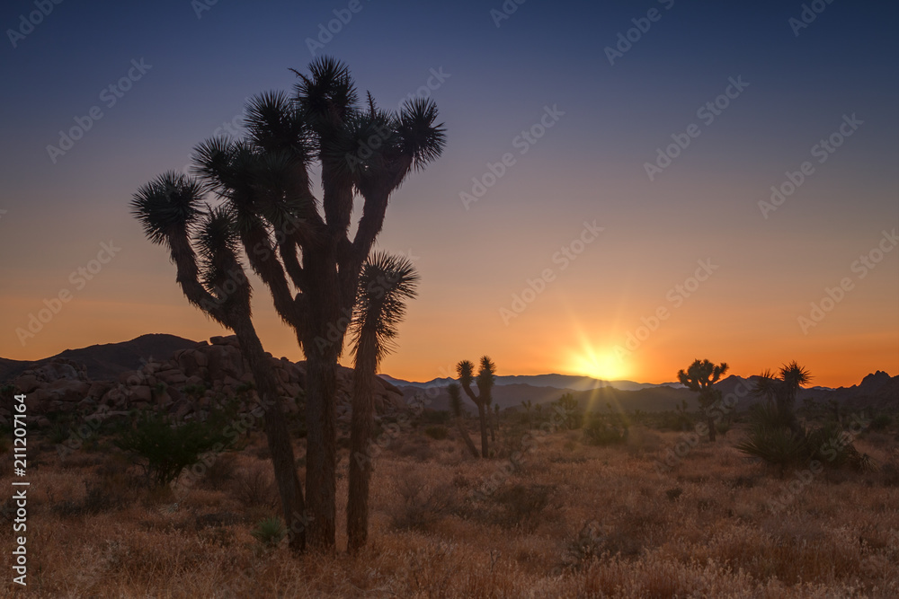 Joshua tree park at sunset, in Mojave Desert, California