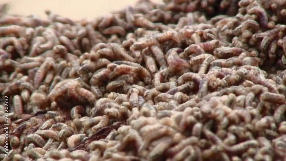 Close Up View Of Worms, Cabo Polonio Close Up View Of Worms, Cabo Polonio