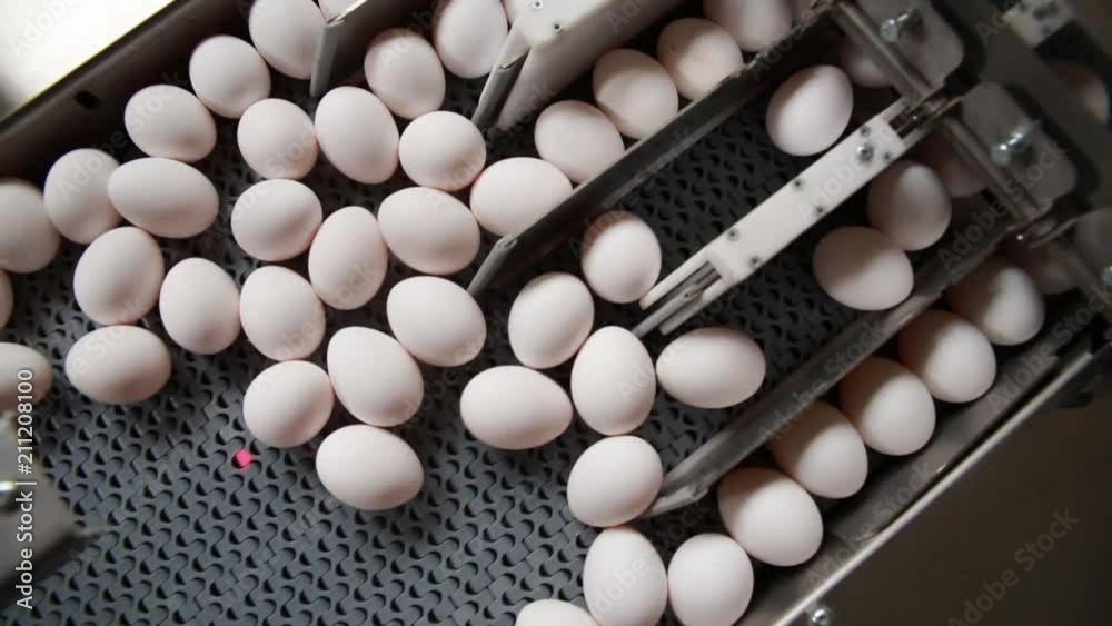 Building of a modern chicken farm, chickens and egg Building of a modern chicken farm, chickens and egg