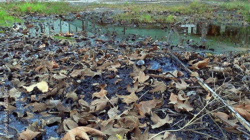Wide Angle Shot of La Brea Tar Pit with Leaves