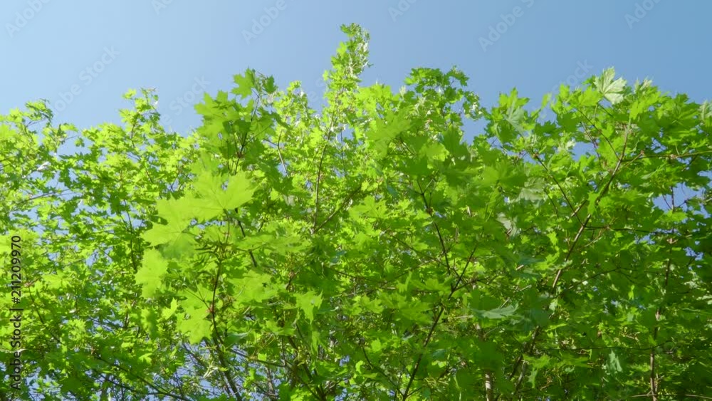 18356_The_waving_leaves_of_the_acer_tree_in_the_garden.mp4 18356_The_waving_leaves_of_the_acer_tree_in_the_garden.mp4