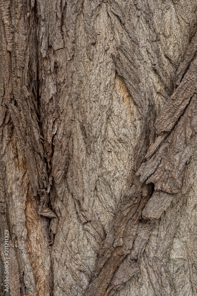 rough and ripped tree trunk surface texture background