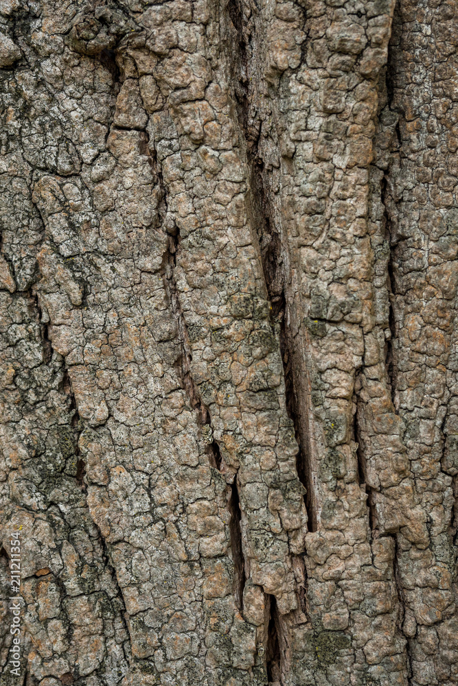 rough and ripped tree trunk surface texture background rough and ripped tree trunk surface texture background