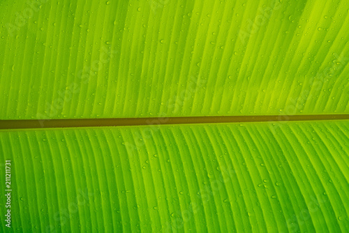 Green leaves natural background wallpaper  leaf texture  green leaves wall background