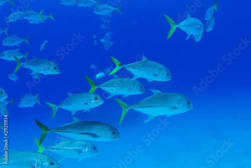 A school of horse eyed jacks cruise through the warm water of the Caribbean Sea near Grand Cayman. The tropical reef fish hang out in groups and can often be found circling one area