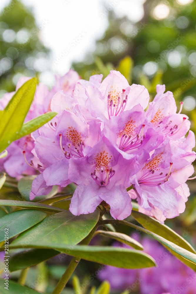 Obraz premium Blooming pink rhododendron with green leaves in park