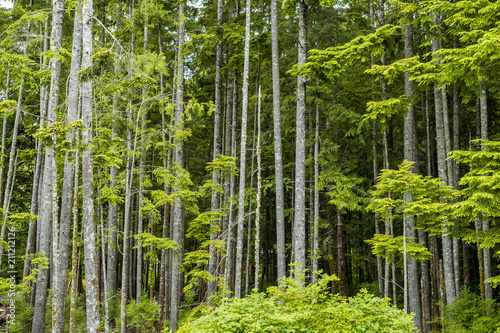 many straight tree trunks with green  foliage cover  © Yi