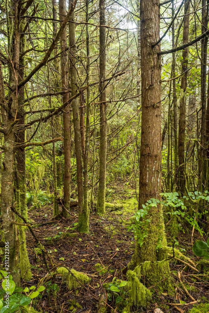 inside lush rain forest on a cloudy raining day inside lush rain forest on a cloudy raining day