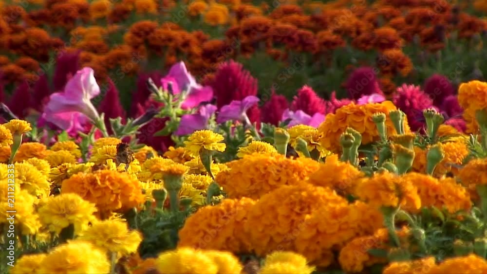Focus: Pink Flowers to Golden Orange Flowers Focus: Pink Flowers to Golden Orange Flowers