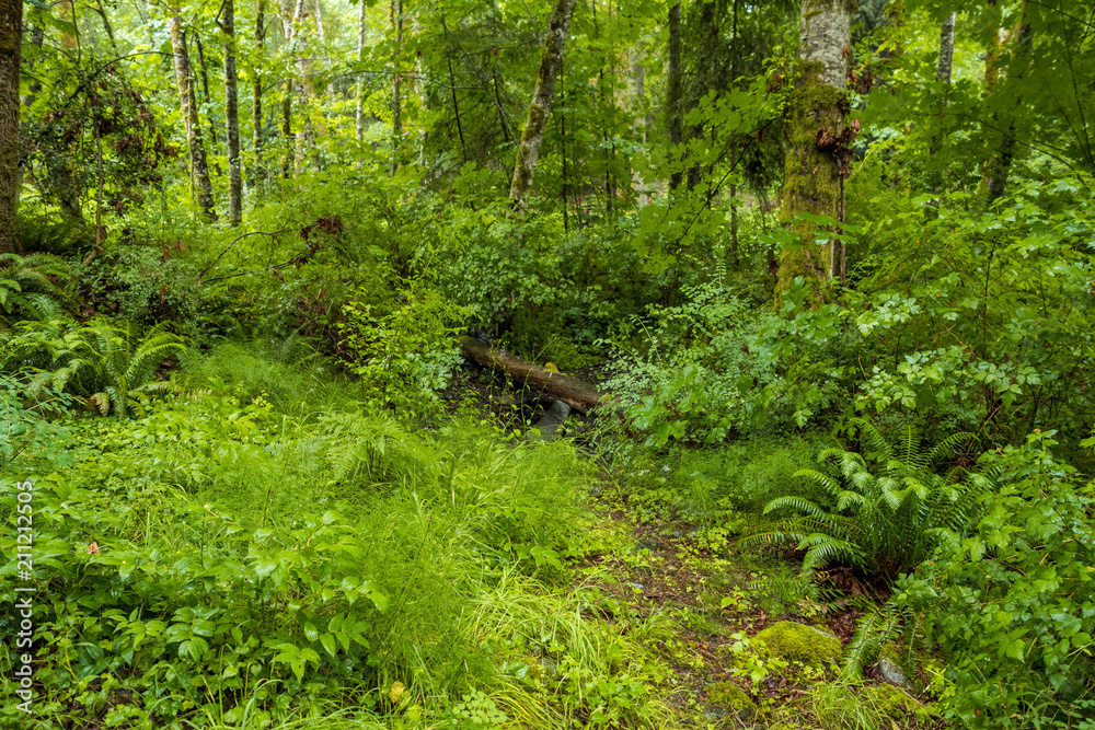 Fototapeta premium lush forest with tree trunks laying around covered with green mosses