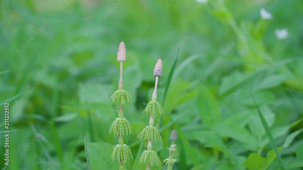 18365_Two_horsetail_flowers_on_the_grassy_area_in_the_farm.mp4 18365_Two_horsetail_flowers_on_the_grassy_area_in_the_farm.mp4