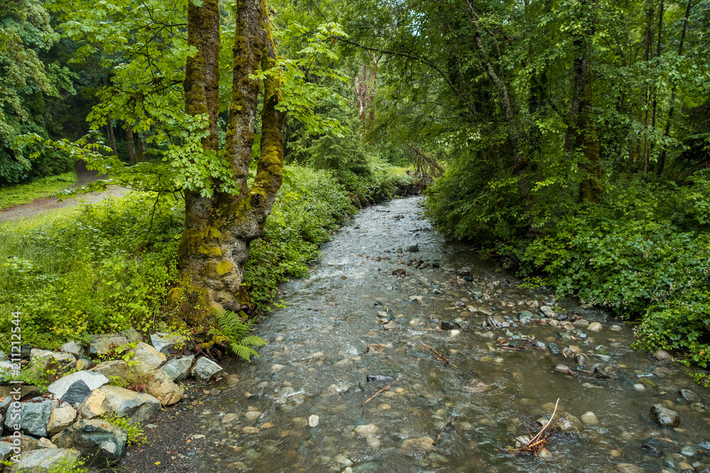 small creek inside park with trees on both sides