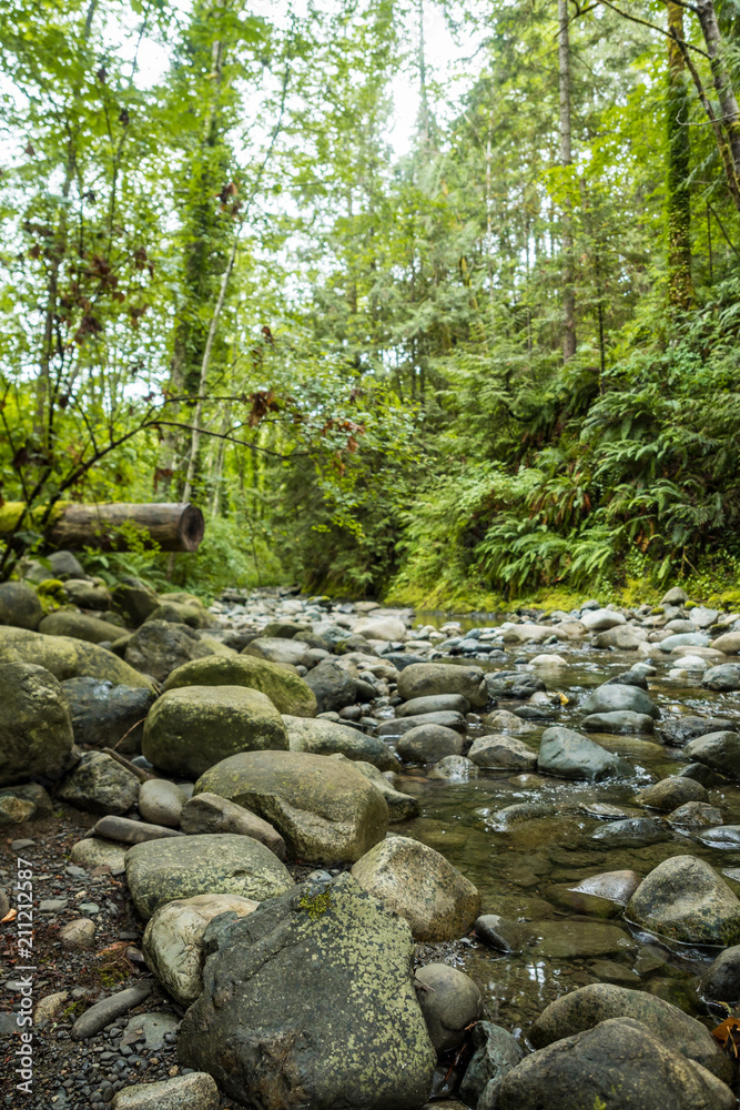 fresh water running through rocky creek surrounded by the trees fresh water running through rocky creek surrounded by the trees