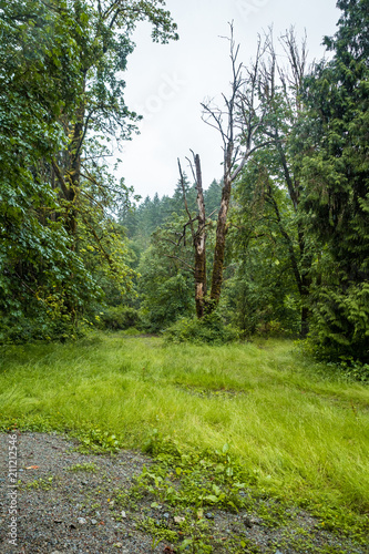 open ground inside forest on a overcast day