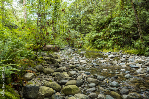 rocky creek with shallow water surrounded by forest