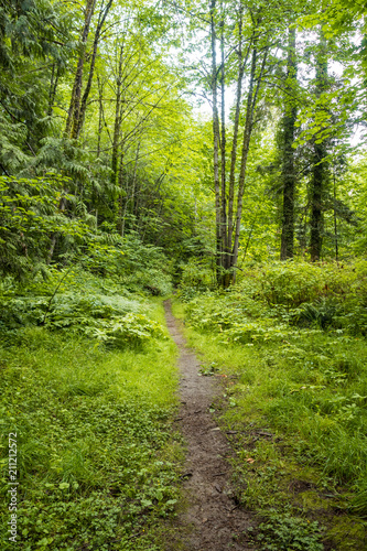 shallow dirt path inside green forest 