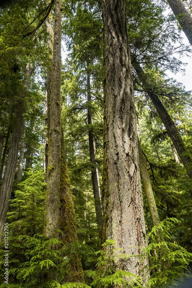tall tree trunk under the green foliage with rough bark tall tree trunk under the green foliage with rough bark