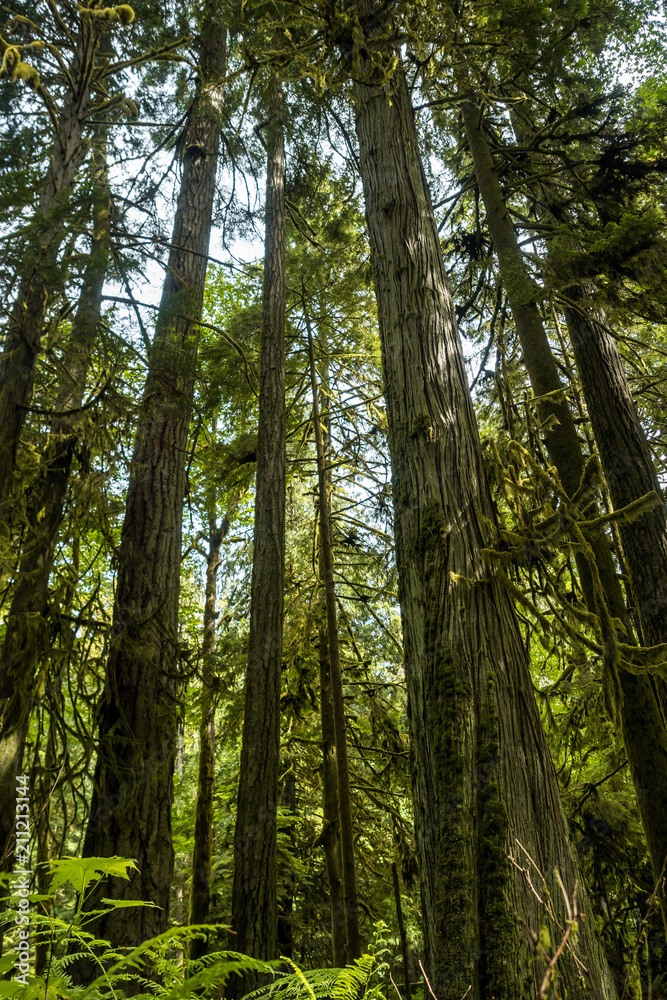 Towering giant trees in the forest Towering giant trees in the forest