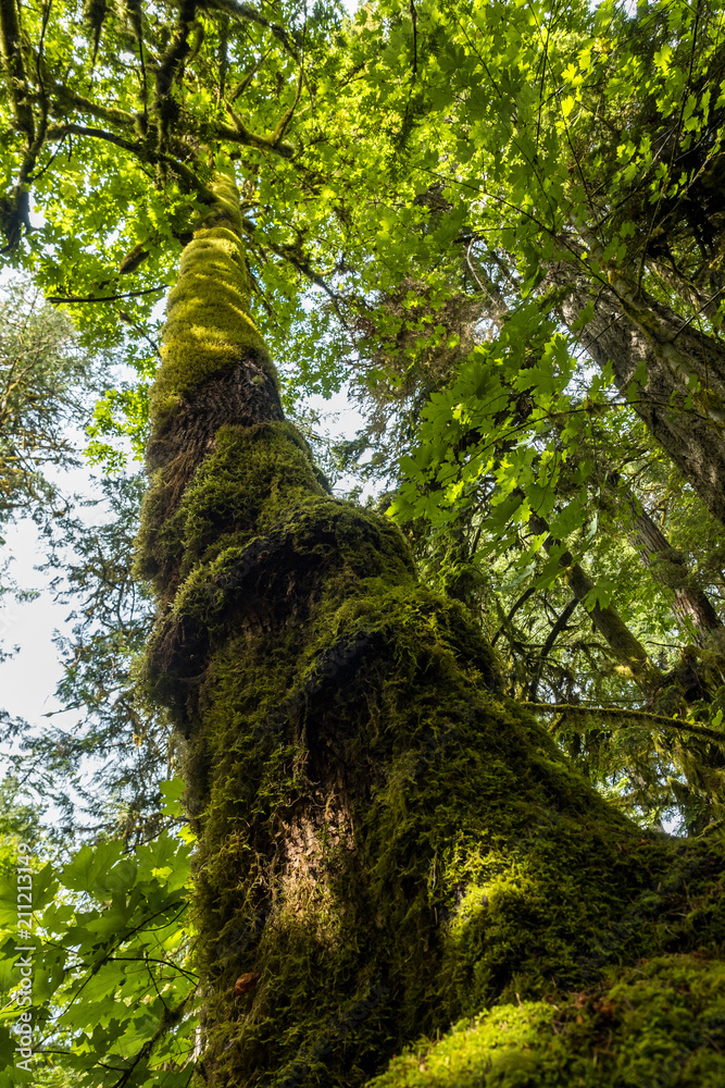 Fototapeta premium old tree reaching to the sky in the forest covered with moss all over its trunk.