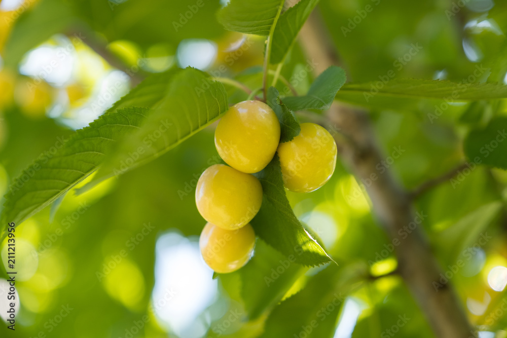 yellow cherries and leaves in the tree