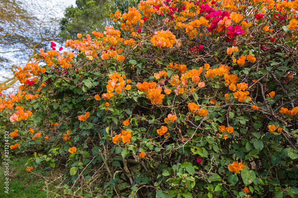 Beautiful flowering shrub. Aberdare, Kenya