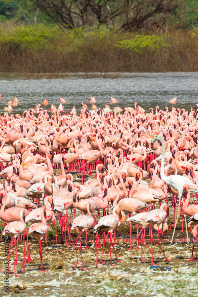Panorama with a flock of pink flamingos on the shore of Lake Baringo. Kenya, Africa