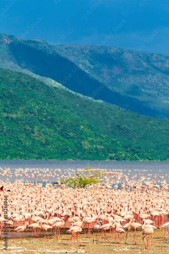 Fototapeta premium Panorama with a big flock of pink flamingos on the shore of Lake Baringo. Kenya, Africa