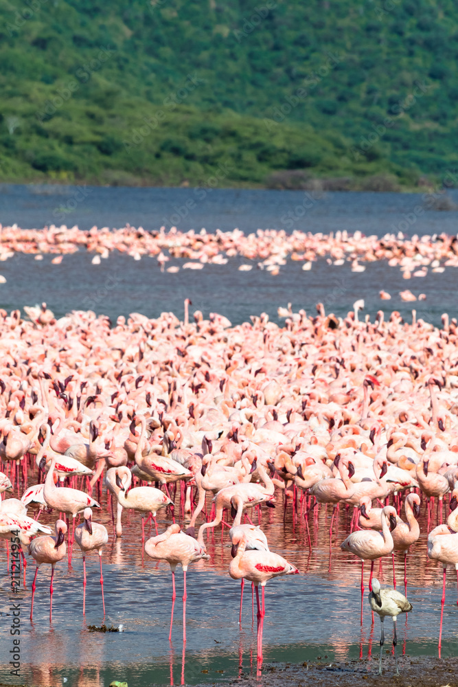 Fototapeta premium Accumulation of flamingos on Lake Baringo. Kenya, Africa