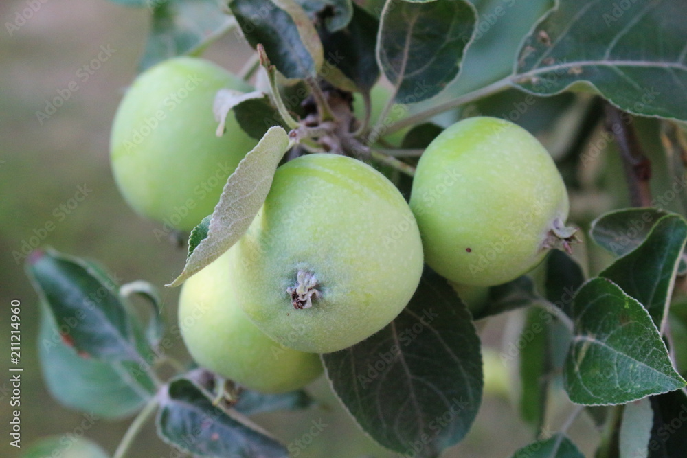 apple, fruit, green, tree, food, branch, apples, garden, nature, fresh, leaf, healthy, agriculture, plant, summer, ripe, leaves, organic, tomato, natural, juicy, crop, vegetable, orchard, fruits apple, fruit, green, tree, food, branch, apples, garden, nature, fresh, leaf, healthy, agriculture, plant, summer, ripe, leaves, organic, tomato, natural, juicy, crop, vegetable, orchard, fruits