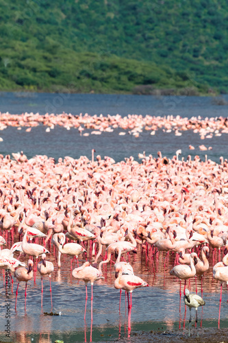 Accumulation of flamingos on Lake Baringo. Kenya, Africa