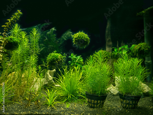 Fotografie, Obraz Aquarium tank with a variety of aquatic plants