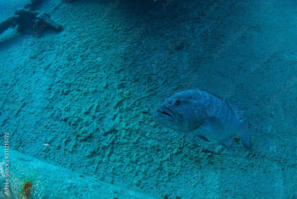 Naklejka premium A grouper swimming around a shipwreck. This predator who normally lives on the tropical reef has made a new home in the ruting structure of a shipwreck in the Caribbean sea