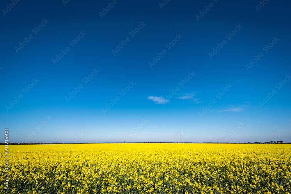 Obraz premium Canola field and big blue sky, Victoria Australia