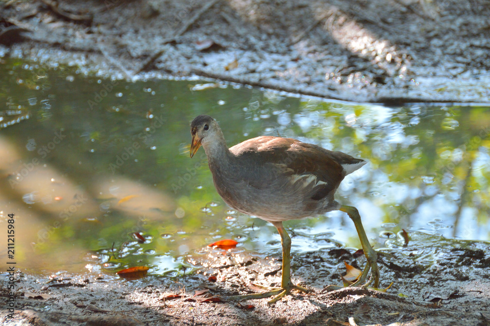 young reed marshmallow or swamp chicken, in natural conditions, on the shore of the lake young reed marshmallow or swamp chicken, in natural conditions, on the shore of the lake