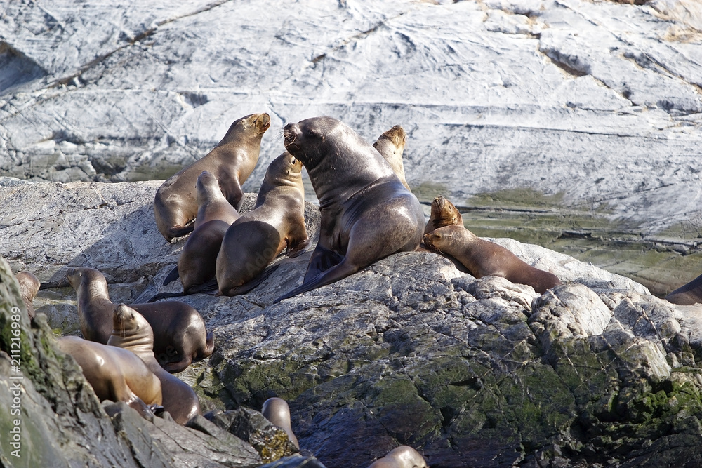 Fototapeta premium Sea lions on the island in Beagle Channel, Argentina