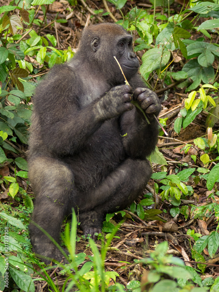 Gorilla in Gabon Endangered eastern gorilla in the beauty of african jungle (Gorilla gorilla) Gorilla in Gabon Endangered eastern gorilla in the beauty of african jungle (Gorilla gorilla)