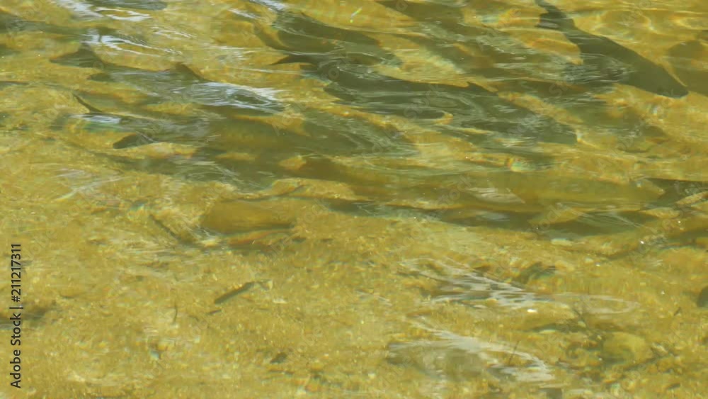 many fish swimming in the clean river in Baan Kiriwong, Nakhon Si Thammarat, Thailand many fish swimming in the clean river in Baan Kiriwong, Nakhon Si Thammarat, Thailand